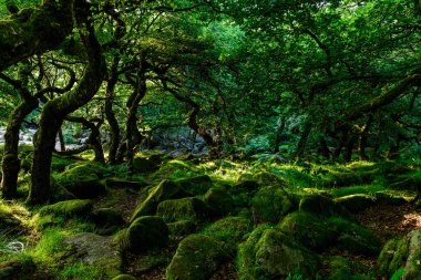 a vertical shot of the beautiful rainforest with a waterfall in the background
