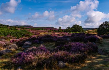 Arka planda bir nehir olan güzel bir manzara.