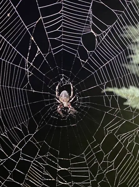 Spider Web Brillando Luz Mañana — Foto de Stock