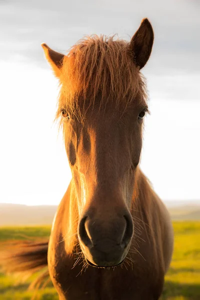 Портрет Коричневой Лошади Поле Стоящей Против Неба Закате — стоковое фото