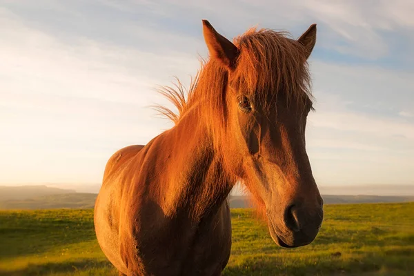 Retrato Caballo Marrón Campo Verde Pie Contra Cielo Atardecer — Foto de Stock