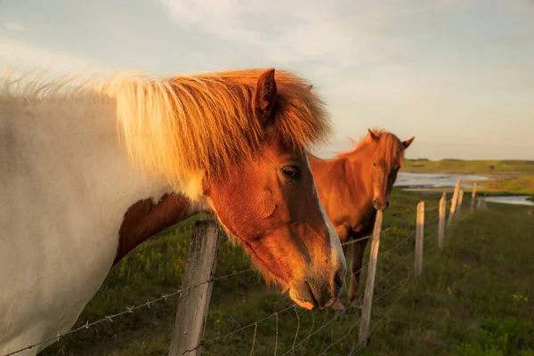 Две Лошади Зеленом Поле Стоят Закате — стоковое фото
