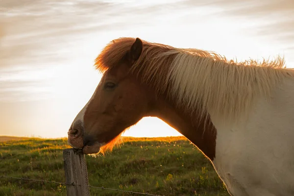 Портрет Белой Коричневой Лошади Зелёном Поле Стоящей Фоне Неба Закате — стоковое фото