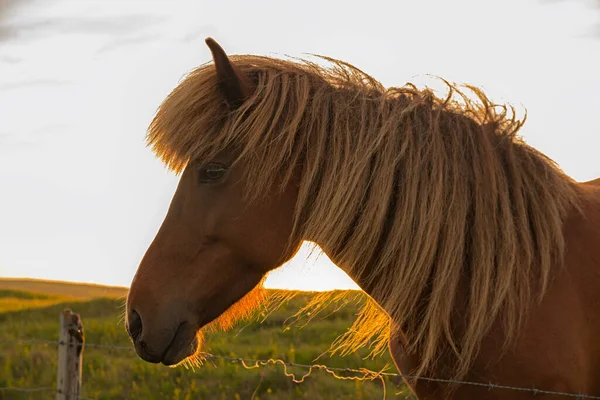 Портрет Коричневой Лошади Зеленом Поле Стоящей Напротив Неба Закате — стоковое фото