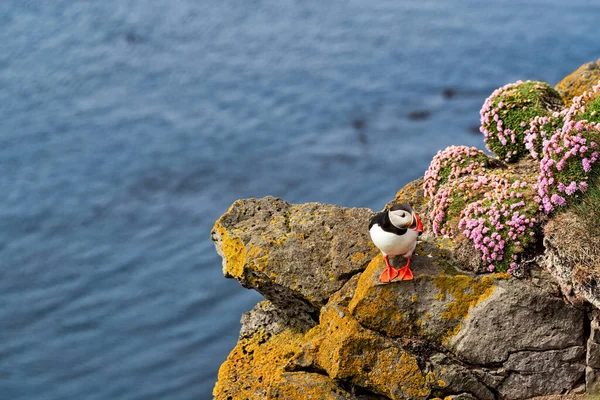 Puffin Atlântico Penhasco Natureza Fiordes Ocidentais Latrabjarg Islândia — Fotografia de Stock