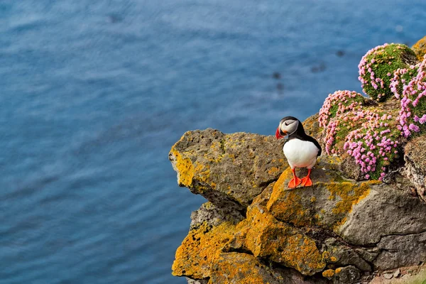 冰岛拉腊巴格西峡湾悬崖上的大西洋海雀 — 图库照片