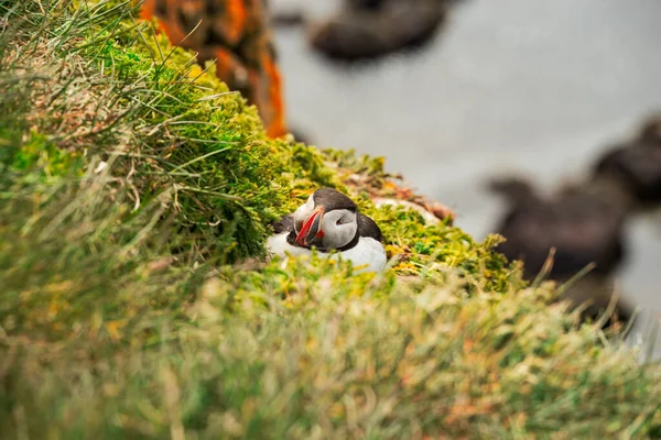 Atlantický Puffin Stojící Útesu Přírodě Západních Fjordech Latrabjargu Island — Stock fotografie