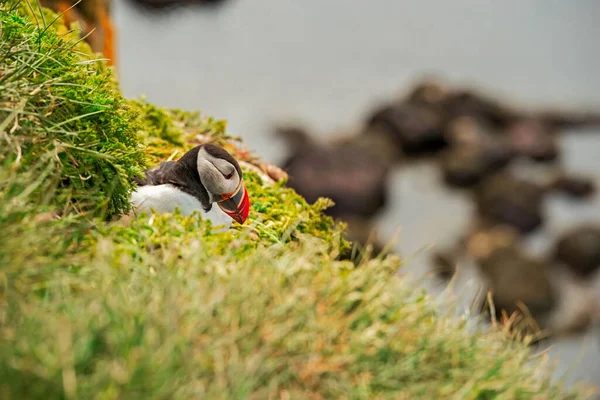 Atlanti Puffin Álló Sziklán Természet West Fjords Latrabjarg Izland — Stock Fotó