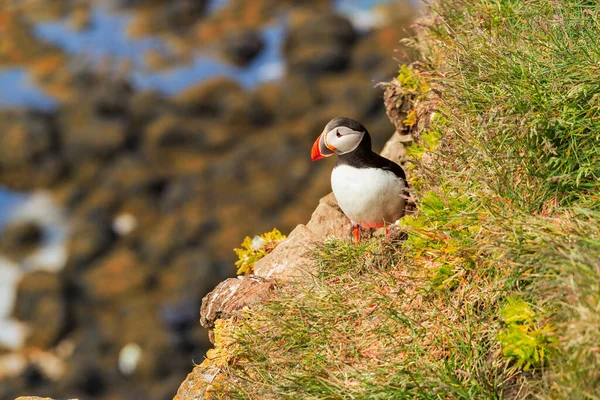 Atlantic Puffin Standing Cliff Nature West Fjords Latrabjarg Iceland — Stock Photo, Image