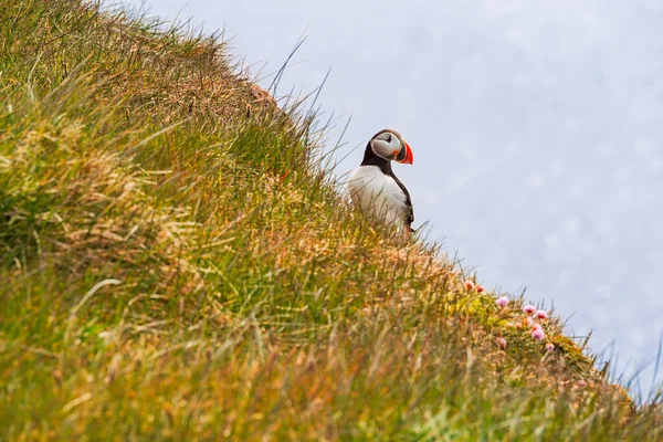 Puffin Atlântico Penhasco Natureza Fiordes Ocidentais Latrabjarg Islândia — Fotografia de Stock