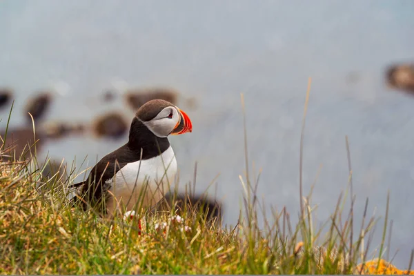 Puffin Atlantic Picioare Stâncă Natură West Fjords Latrabjarg Islanda — Fotografie, imagine de stoc