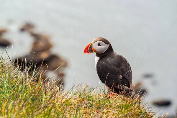 Puffin Atlantic Picioare Stâncă Natură West Fjords Latrabjarg Islanda — Fotografie, imagine de stoc