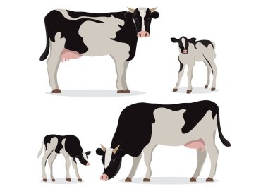 Siyah beyaz Holstein inekleri ve baldırları beyaz arka planda izole edilmiş şekilde duruyor. Çiftlikler, bakkallar, ambalajlama ve damgalama için..