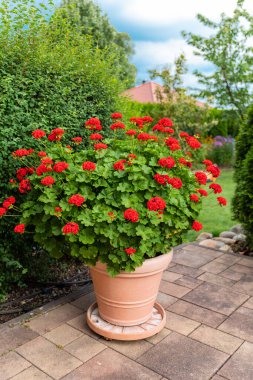 Kovada kırmızı sardunya pelargonyum, seçici odak.