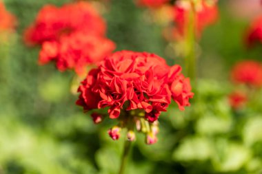 Güzel bir kırmızı sardunya pelargonyum çiçeği, yakın plan, seçici odak.