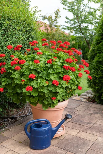 Red geranium in garden containers and a blue watering can, selective focus.