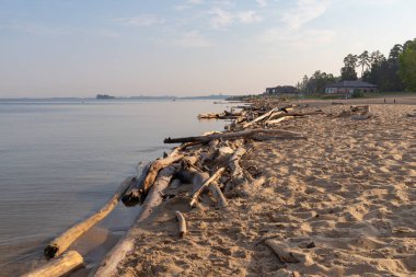 Eski ağaç gövdeleri ve ölü ağaçların dalları Sibirya 'daki Berdski Koyu' nun kıyısındaki doğal bir yüzme plajına yüzdü. Sabahın körü..
