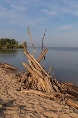 Eski ağaç gövdeleri ve ölü ağaçların dalları Sibirya 'daki Berdski Koyu' nun kıyısındaki doğal bir yüzme plajına yüzdü. Eski ahşap bir kamp ateşi için hazırlanıyor, dikey fotoğraf.