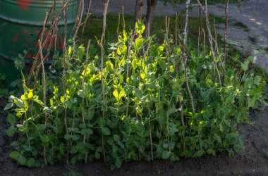 Taze parlak yeşil bezelye bir bahçe bezelye bitkilerde tarih seçici odak. Bezelye açık havada ve arka plan bulanık büyüyen.