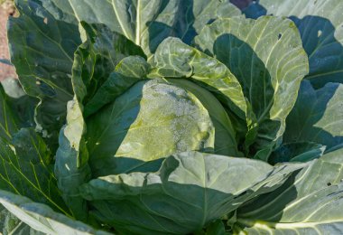 Sabahın erken saatlerinde bahçede çiğ taneli beyaz lahana, kapat.