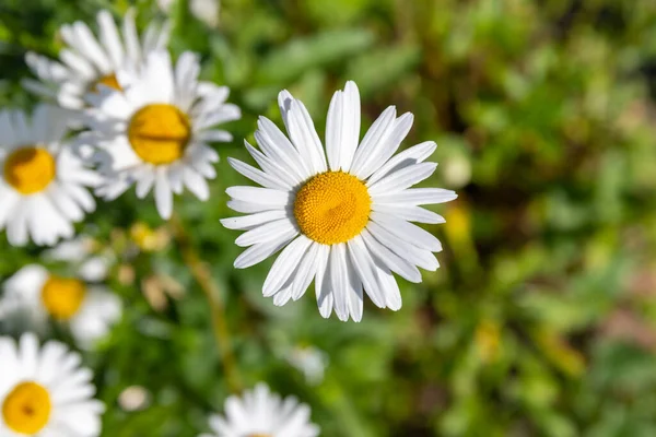 Güzel beyaz Marguerite bir yaz bahçesinde yetişiyor, kopyalama alanı.