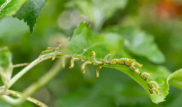 Las Larvas Serrana Son Comedoras Plantas Néctar Mordisquean Hojas Verdes Imagen De Stock