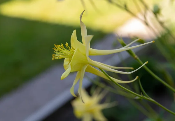 Yellow Colomine Aquilegia Longissima Soliterflower Copy Space — стоковое фото