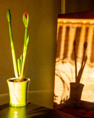 Amaryllis 'in açılmamış üç saksısı var.