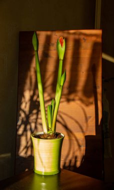 Amaryllis 'in açılmamış üç saksısı var.