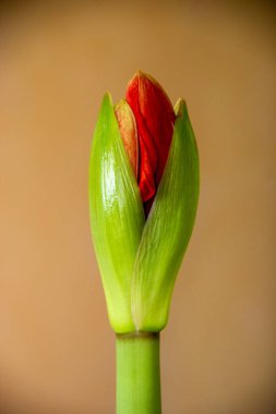 Kırmızı Amarillis tomurcuğu çiçek açmaya başlıyor. Açık arkaplan, ev bitkileri, yakın plan.