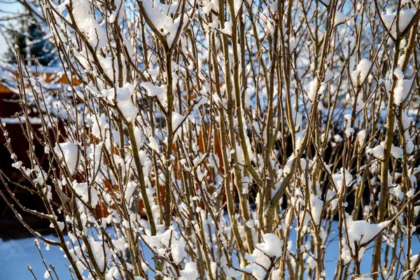 Hermoso Árbol Ramas Cubiertas Nieve Contra Cielo Azul Brillante Día —  Fotos de Stock
