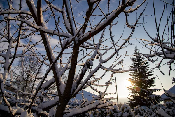Belos Galhos Árvores Cobertos Neve Contra Céu Azul Dia Inverno — Fotografia de Stock