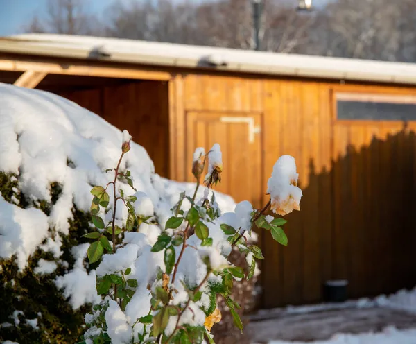 Nieve Rosal Jardín Invierno Día Soleado Fotos De Stock Sin Royalties Gratis