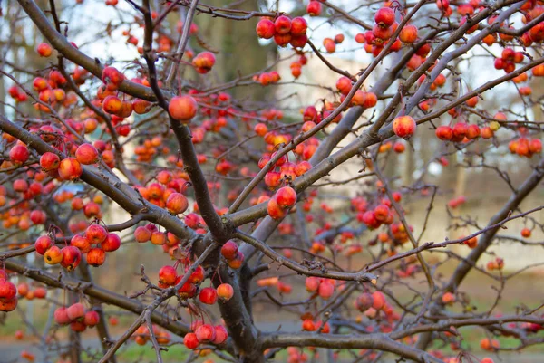 Kırmızı Bir Elma Ağacının Meyveleri Ruber Gümrük Hizmetleri Noel Elması Telifsiz Stok Imajlar