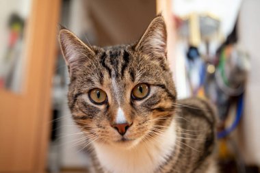 Genç yakışıklı erkek kedi, kahverengi siyah tekir ve beyaz yakalı, yakın plan..