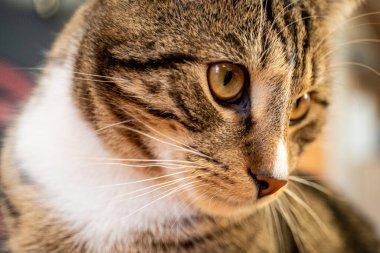 Genç yakışıklı erkek kedi, kahverengi siyah tekir ve beyaz yakalı, yakın plan..