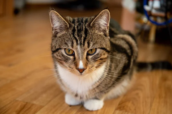 Genç yakışıklı erkek kedi, kahverengi siyah tekir ve beyaz yakalı, yakın plan..