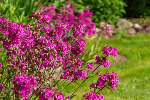 Pembe Mor Çiçekler Lychnis viscaria. Bahçedeki çiçekli bitki. .