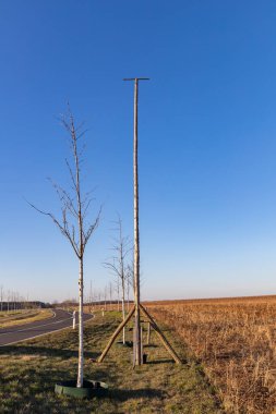 Dikilmiş ağaçlarla dolu boş bir yol ve yırtıcı kuşlar için bir direk, metin için de boşluk.