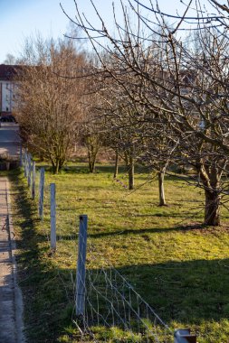 Baharda güneşli bir günde elma ağacı olan kır bahçesi..