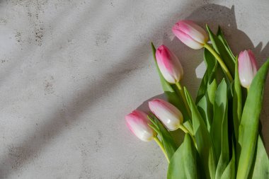 Paskalya tebrik kartı. Pembe laleler, söğüt dalları.