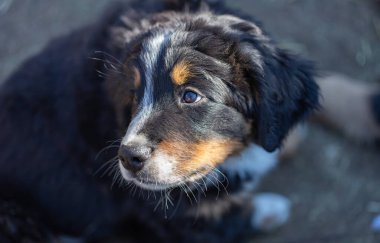 Yavru Bernese Dağ Köpeği sekiz haftalık..