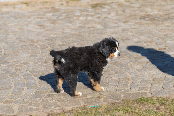 Yavru Bernese Dağ Köpeği sekiz haftalık..
