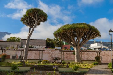 İspanya, Tenerife Adası 'ndaki Kanarya Ejderha Ağacı