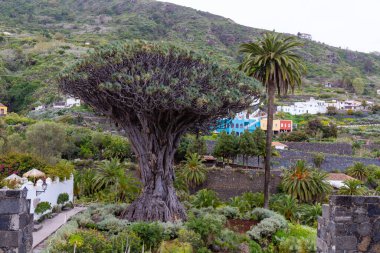 Tenerife Kanarya Adası 'ndaki Icod de los Vinos' taki Millenary Drago ağacı
