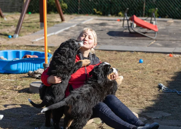 Una Mujer Juega Con Los Cachorros Bernese Mountain Dog Parque Imagen De Stock