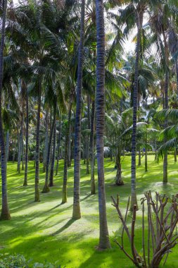 Puerto de la Cruz, Tenerife, Spain - April 10, 2022, Design fragments and landscaping of Lopo Park