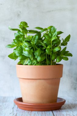 Tahta masadaki kil çömlekteki fesleğen, dikey, kapat.