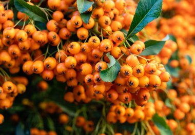 Firethorn - Pyracantha, sonbaharda olgun meyve portakal rengi, kopyalama alanı