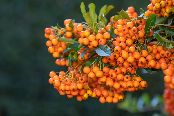 Firethorn Pyracantha Sonbaharda Olgun Meyve Portakal Rengi Kopyalama Alanı — Stok fotoğraf